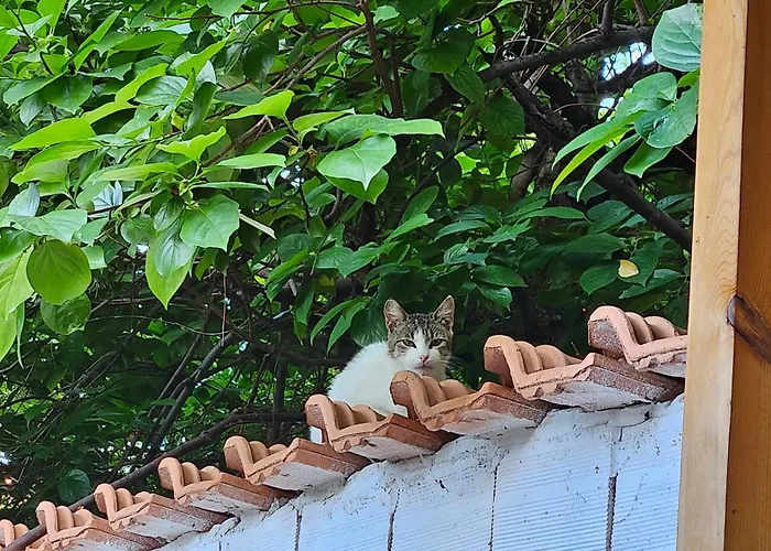 Villa Garden Lemon Tree Tirana