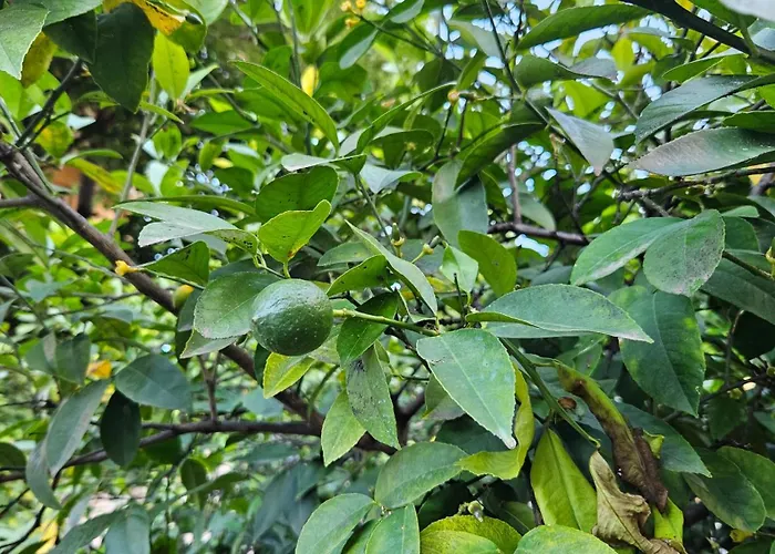 Garden Lemon Tree