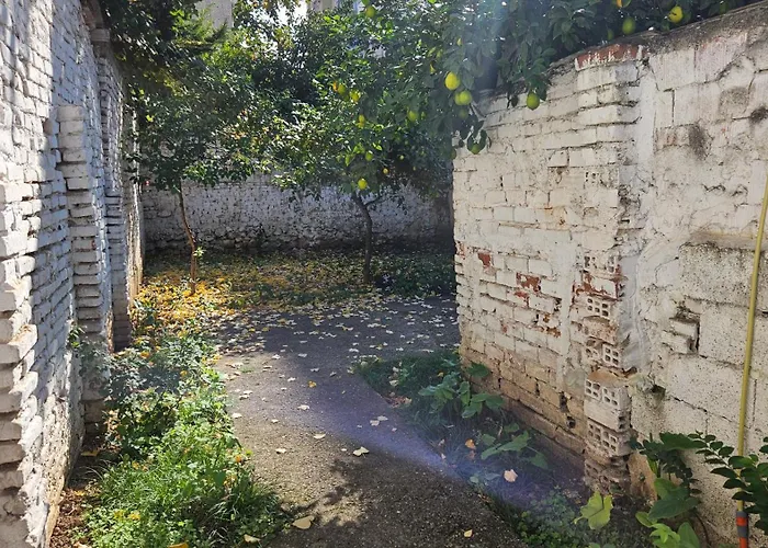 Garden Lemon Tree * Tirana