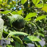 Garden Lemon Tree Villa