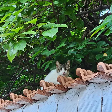 Villa Garden Lemon Tree Tirana