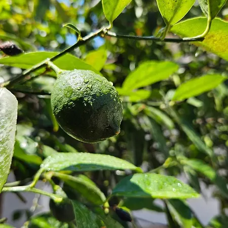 Garden Lemon Tree Villa