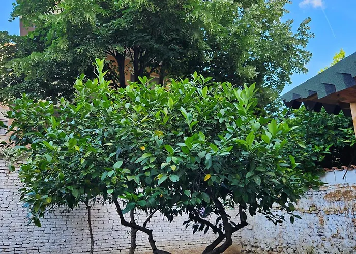 Garden Lemon Tree