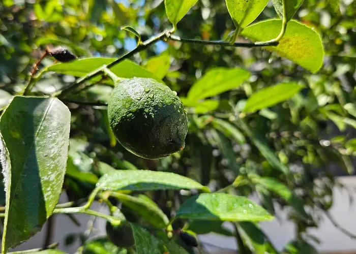Garden Lemon Tree ヴィラ